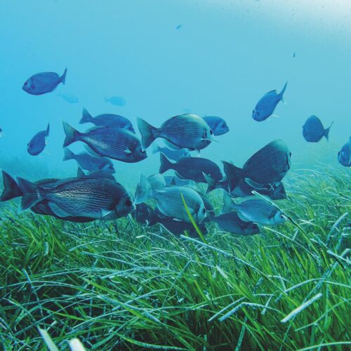 %%sitename%%, Made in Marseille — – v2, Made in Marseille