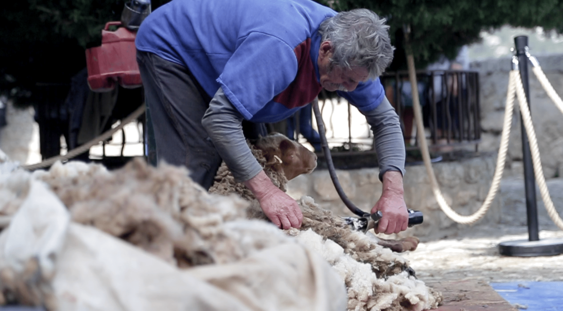pastorales, Vidéo | Dans les Alpilles, le regain de la filière laine se tisse petit à petit, Made in Marseille